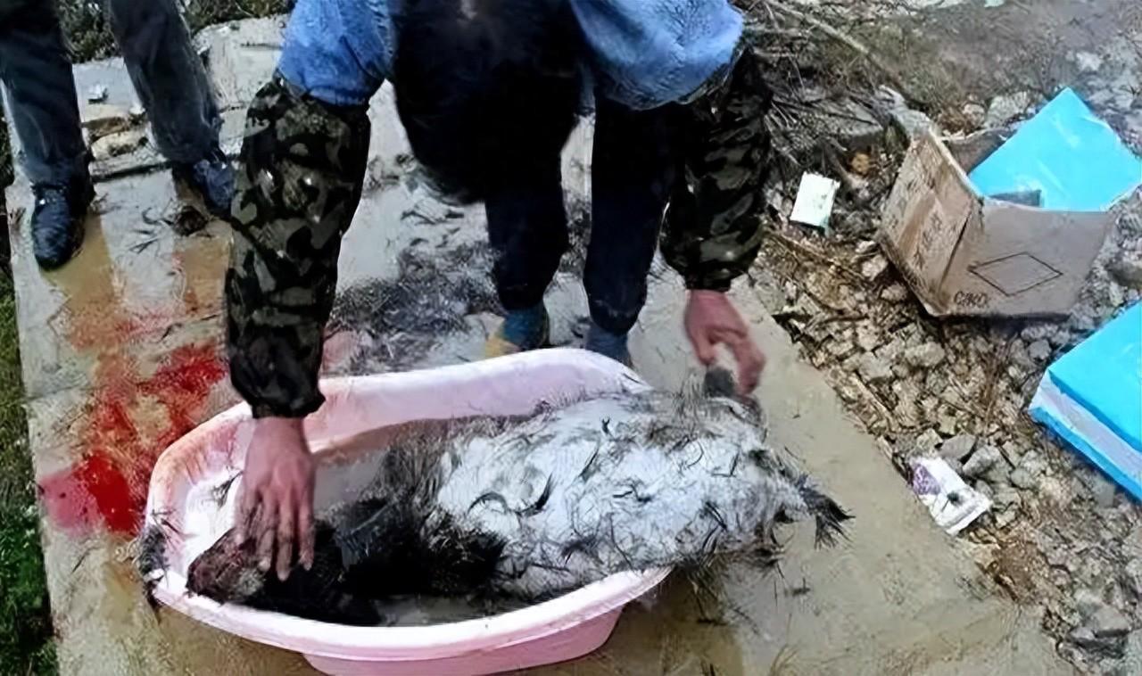监守自盗!2021年,江苏一护林员2年多猎杀8只,清洗尸体时暴露